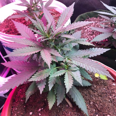 Auto Gorilla Glue #4 LST growlog timeline photo