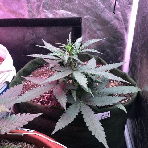 Auto Gorilla Glue #4 growlog timeline photo