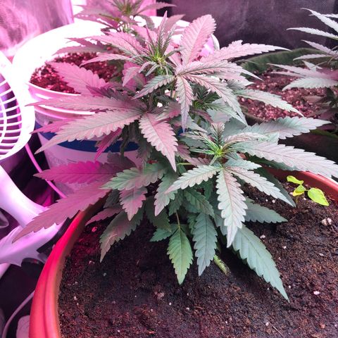 Auto Gorilla Glue #4 LST growlog timeline photo