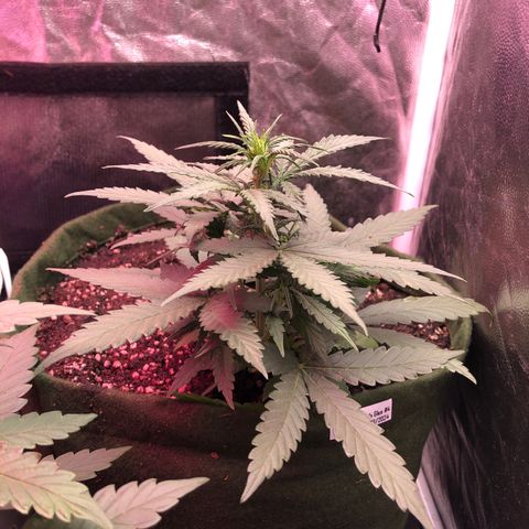 Auto Gorilla Glue #4 growlog timeline photo