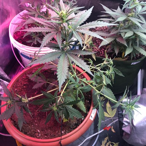 Auto Gorilla Glue #4 LST growlog photo: Lst e floração 