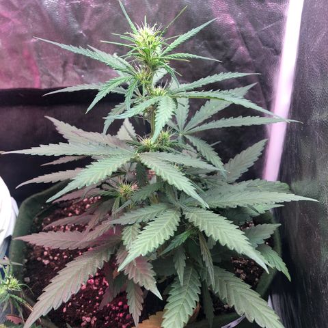 Auto Gorilla Glue #4 growlog timeline photo