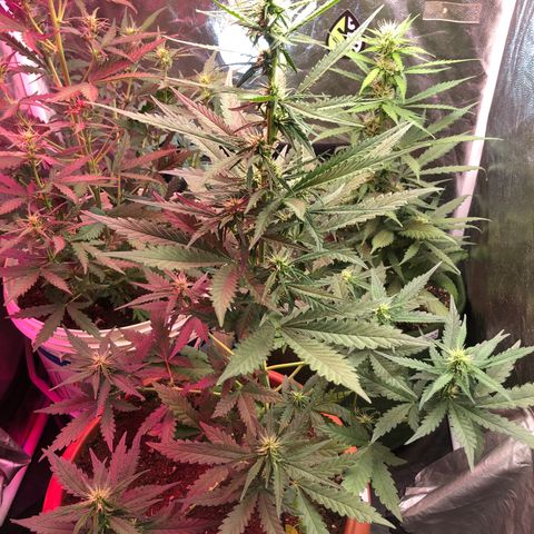Auto Gorilla Glue #4 LST growlog photo: Meu deus quanto tempo eu não tiro foto dela me esqueci