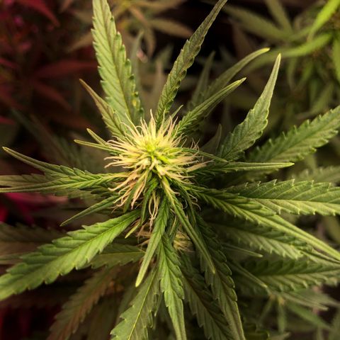 Auto Gorilla Glue #4 LST growlog photo: Main stem 