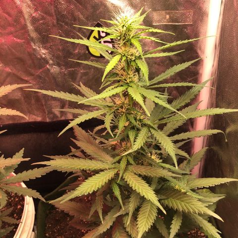 Auto Gorilla Glue #4 growlog photo: parou de crescer e só engordou desde então 