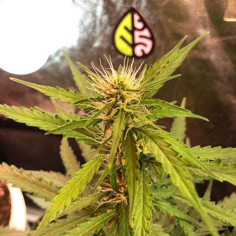 Auto Gorilla Glue #4 growlog photo: Main stem