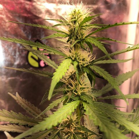 Auto Gorilla Glue #4 growlog photo: Main stem