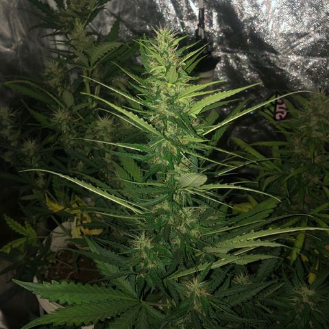 Auto Gorilla Glue #4 LST growlog timeline photo