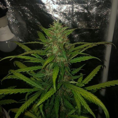 Auto Gorilla Glue #4 growlog timeline photo