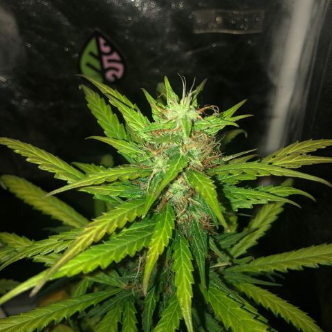 Auto Gorilla Glue #4 growlog timeline photo