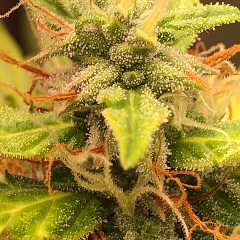 Auto Gorilla Glue #4 growlog photo: Tricomas 🫣