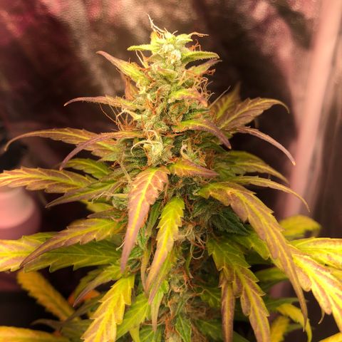 Auto Gorilla Glue #4 growlog photo: Turning purple?