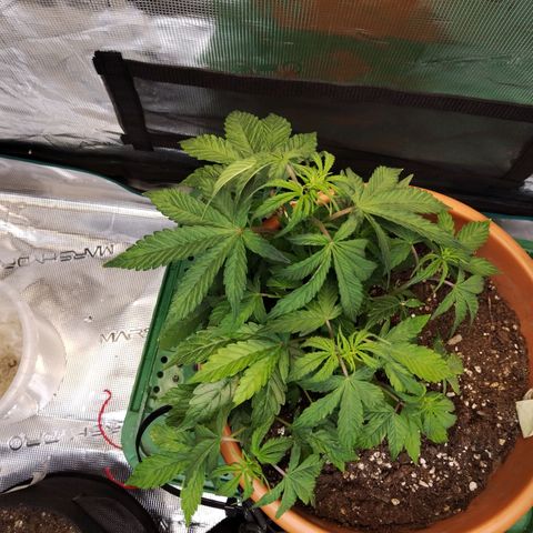 Matanuska growlog photo: Inicio de la fase de floración 
