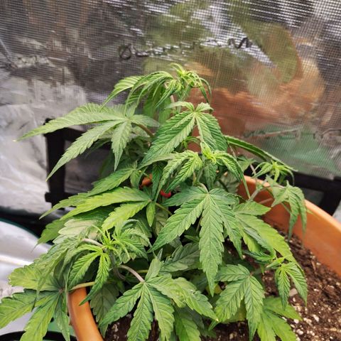 Matanuska growlog timeline photo
