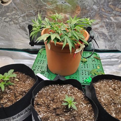 Matanuska growlog timeline photo