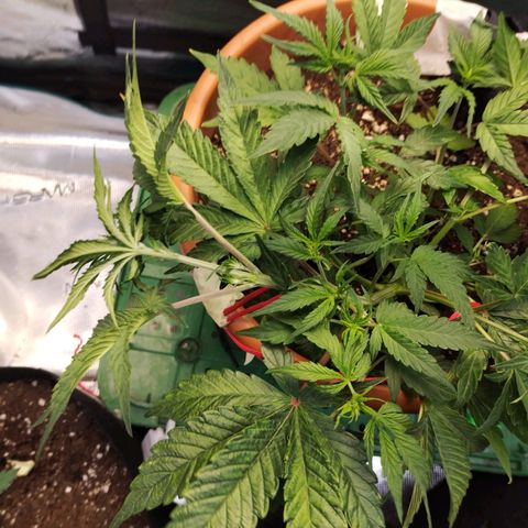 Matanuska growlog timeline photo