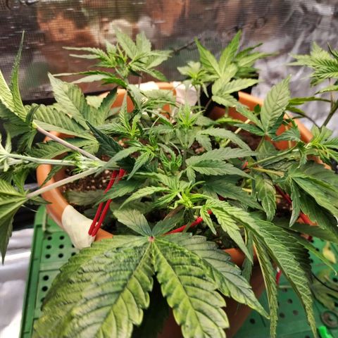 Matanuska growlog timeline photo