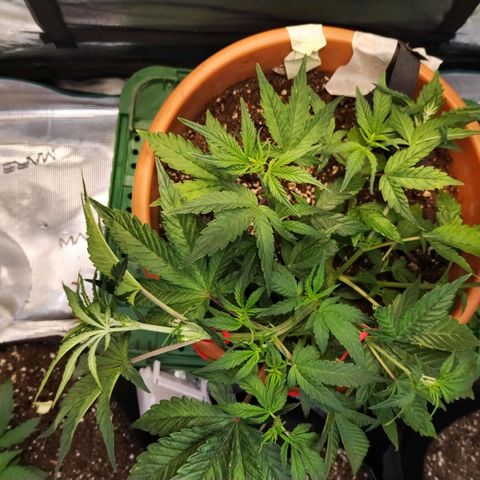 Matanuska growlog timeline photo