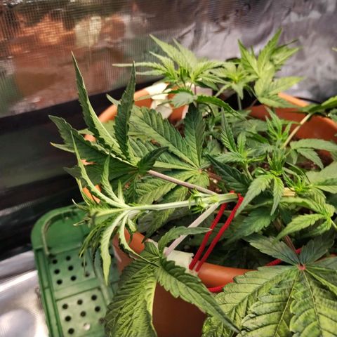 Matanuska growlog timeline photo