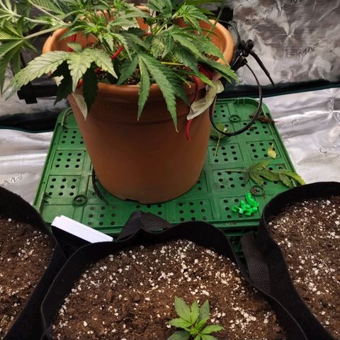 Matanuska growlog timeline photo
