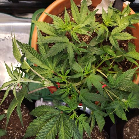 Matanuska growlog timeline photo