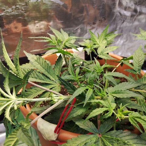 Matanuska growlog timeline photo