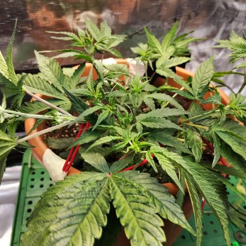 Matanuska growlog timeline photo