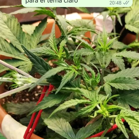 Matanuska growlog timeline photo