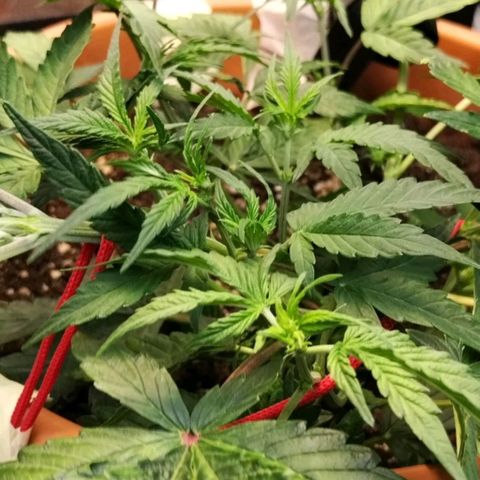 Matanuska growlog timeline photo