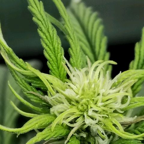 Matanuska growlog timeline photo