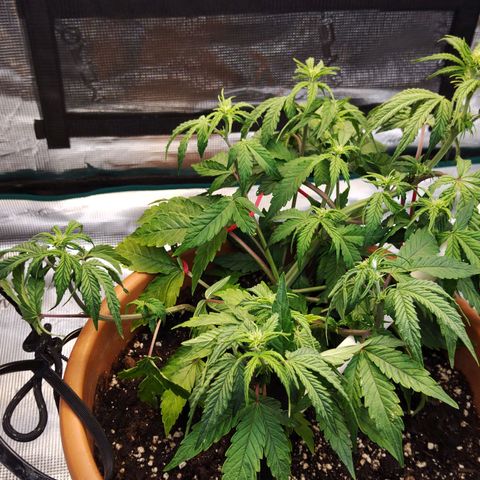 Matanuska growlog timeline photo