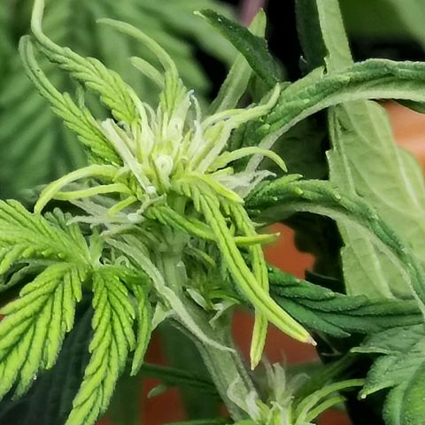 Matanuska growlog timeline photo