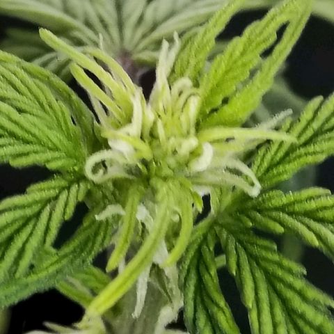 Matanuska growlog timeline photo