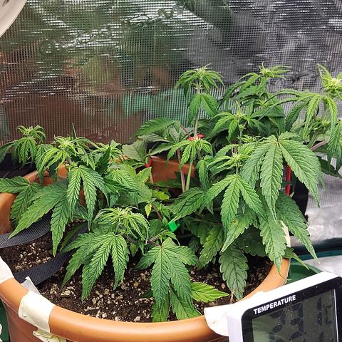 Matanuska growlog timeline photo