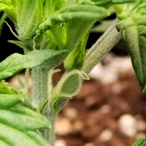 Matanuska growlog timeline photo