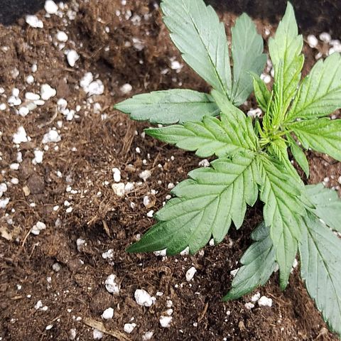 Critikal XXL auto growlog timeline photo
