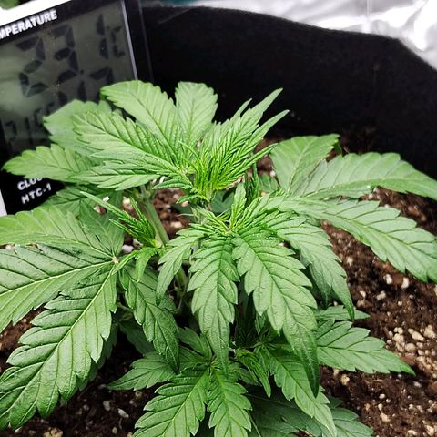 Critikal XXL auto growlog timeline photo