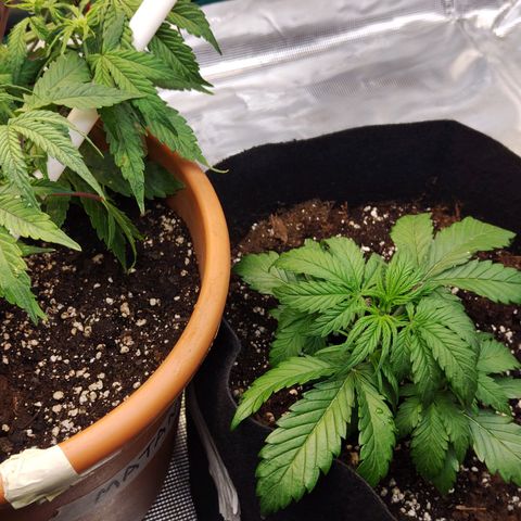 Critikal XXL auto growlog timeline photo