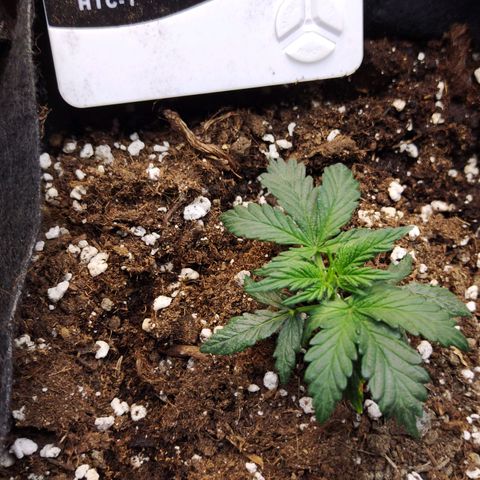 Critikal XXL auto growlog timeline photo