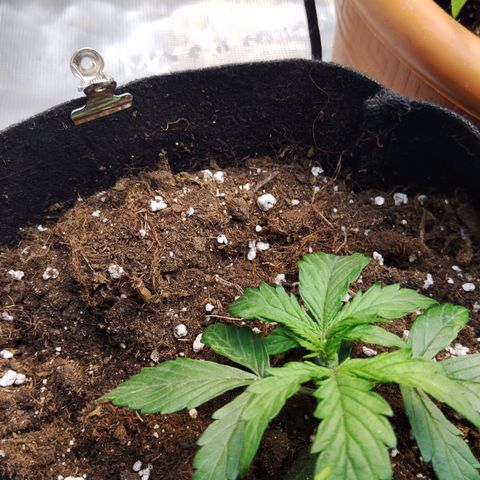 Critikal XXL auto growlog timeline photo
