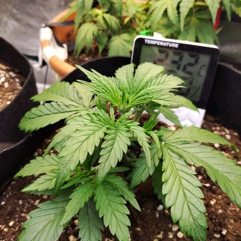 Critikal XXL auto growlog timeline photo