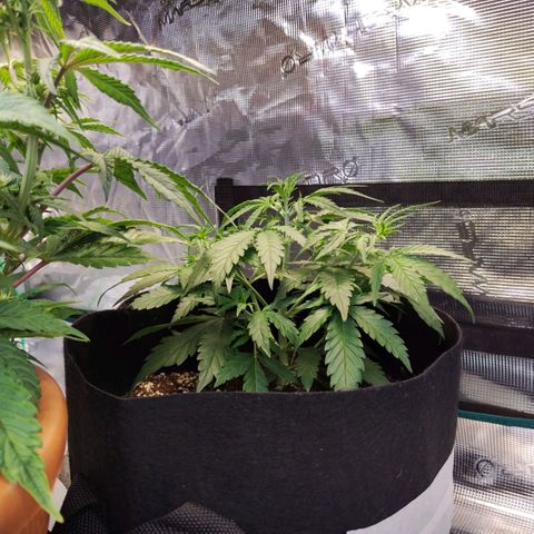 Critikal XXL auto growlog timeline photo