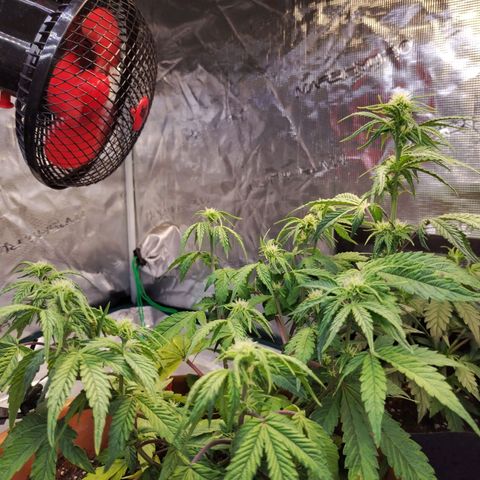 Matanuska growlog timeline photo
