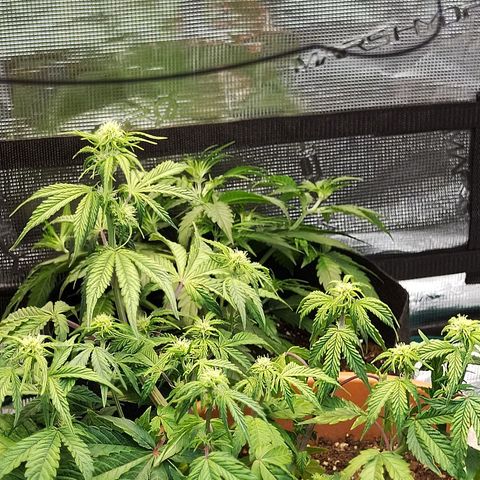 Matanuska growlog timeline photo