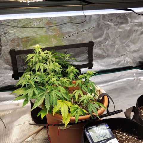Matanuska growlog timeline photo