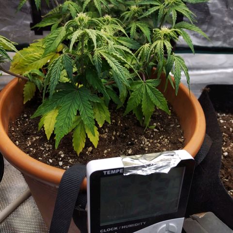 Matanuska growlog timeline photo