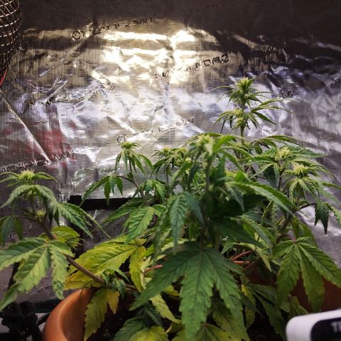 Matanuska growlog timeline photo