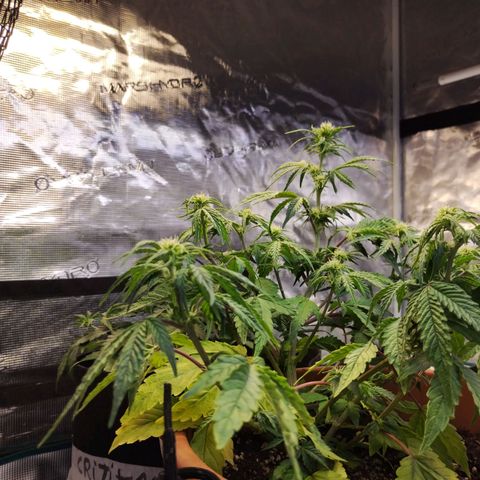 Matanuska growlog timeline photo