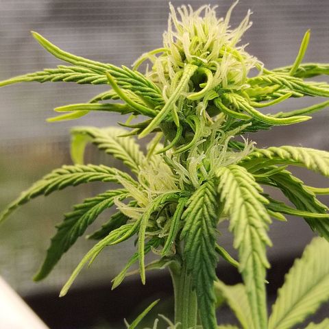 Matanuska growlog timeline photo