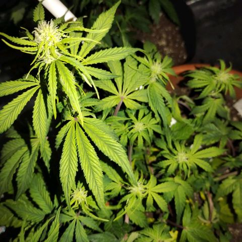 Matanuska growlog timeline photo
